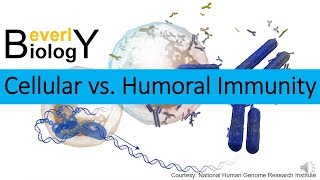 Cellular vs Humoral Immunity [upl. by Kam785]