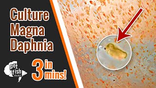 How to culture DAPHNIA MAGNA  The easy way [upl. by Enyr]