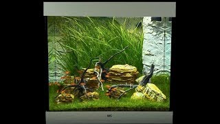 Juwel Aquarium Lido 200 Einrichtungsbeispiel  Tutorial [upl. by Allit]