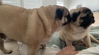 Morning Mischief Pug Bums Snuggles and Scratchy Bliss PugLife PugLove CuteDogs PugSnuggles [upl. by Anton]