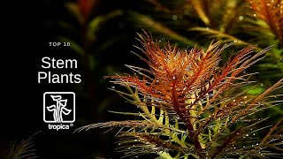 Top 10 Beautiful Aquarium Stem Plants [upl. by Fayina529]