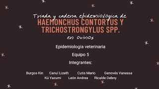 TRIADA Y CADENA EPIDEMIOLÓGICA DE HAEMONCHUS CONTORTUS Y TRICHOSTRONGYLUS SPP EN OVINOS [upl. by Naivaf]