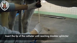 Urethral catheter placement in horses [upl. by Rosalie]