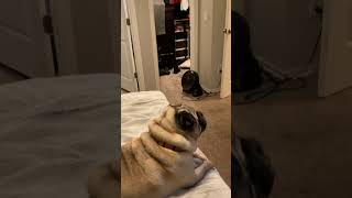 My pug watches pug videos [upl. by Marigold]