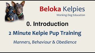 INTRODUCTION 2 MIN Kelpie Pup Training [upl. by Berns]