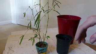 Repotting A Sensitive Plant Mimosa pudica [upl. by Bartie]