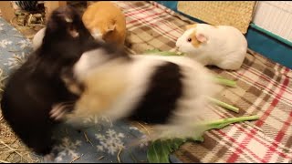 Ridiculous guinea pig fight [upl. by Innattirb]