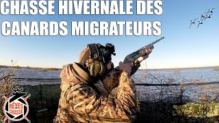 Chasse Hivernale des Canards Migrateurs   Marius Chasse [upl. by Soirtimid]