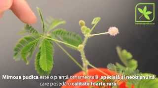 Mimosa pudica  Planta miscatoare [upl. by Valenka]