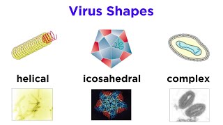 Introduction to Virology and Viral Classification [upl. by Ally461]