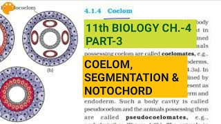 Class 11 BiologyCh4 Part3Coelomsegmentation amp notochordStudy with Farru [upl. by Nioe]