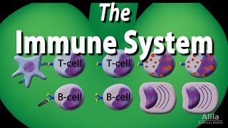 The Immune System Overview Animation [upl. by Ramas183]