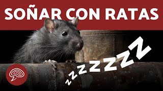 Qué significa SOÑAR CON RATAS 🐀 ¡Interpretando Sueños [upl. by Jochebed921]