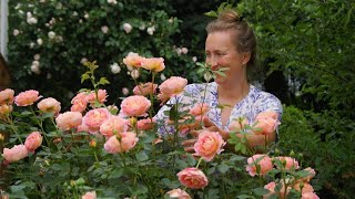 How to fertilize David Austin roses in your garden [upl. by Yderf]