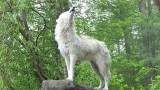 What 30 Wolves Howling Sounds Like [upl. by Nosidam]