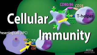 Cellular Immunity  Adaptive Immunity part 1 Animation [upl. by Pfaff]