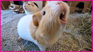 Happy guinea pigs wheeking and squeaking [upl. by Ahsenit]