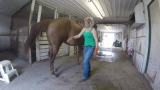 Stasis Equine Massage Therapy STRETCHING HINDQUARTERS [upl. by Sharai]