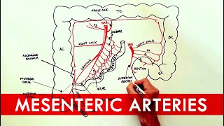 Anatomy tutorial  The Mesenteric Arteries [upl. by Belac]