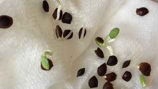 Growing Mimosa Pudica from Seed Growing Shy Plant From Seed [upl. by Bernice]