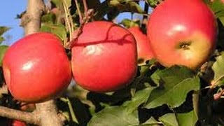 Como cultivar Manzana TvAgro por Juan Gonzalo Angel [upl. by Ras]