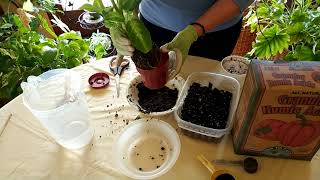 How to Revive a Dumbcane Dieffenbachia Part 1 [upl. by Meryl815]