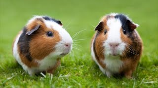 ALL of the Guinea Pig Breeds [upl. by Marwin]