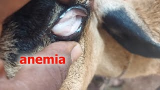 blood sucking parasite haemonchusin sheep amp goat flock severe lossvet treatment optionprevention [upl. by Lebasiram]