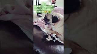 Pug adventures join the fun challenge puglife fok [upl. by Ilyah]