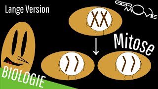 ► Mitose  verständlich erklärt  Lange Version [upl. by Borroff]