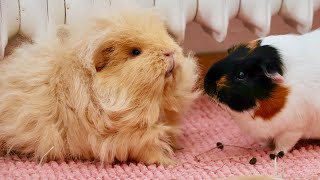 New Guinea Pig Introduction [upl. by Namlas]