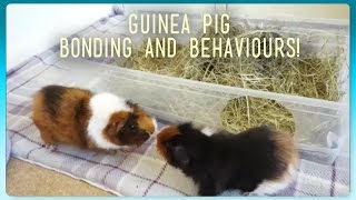 HOW TO Introduce and Bond Guinea Pigs  Squeak Dreams [upl. by Idnis]