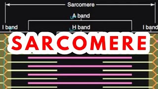 SARCOMERE  MUSCLE PHYSIOLOGY [upl. by Pandolfi]