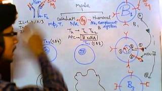 Humoral and cell mediated immunity [upl. by Behka104]