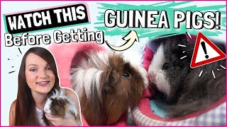 15 Things You Need to Know Before Getting GUINEA PIGS [upl. by Pol328]