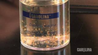 How to Care for Daphnia [upl. by Selinda]