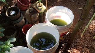 How to grow Green Water Algae [upl. by Tyler]