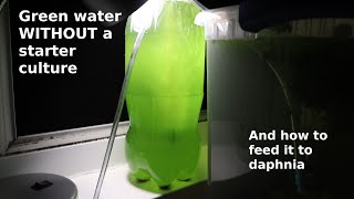 Green Water WITHOUT a Starter Culture  From Scratch  How To [upl. by Yemarej]