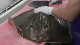 Korean Street Food  Monster Stingray  Best Sashimi Ever [upl. by Ragouzis]