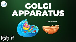 Cells  Lesson 10  Golgi apparatus  in Hindi हिंदी में   Infinity Learn [upl. by Arikal]