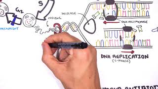 Pharmacology  Chemotherapy agents MOA Alkalating antimetabolites topoisomerase antimitotic [upl. by Liesa]