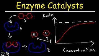 Enzymes  Catalysts [upl. by Ynohtnaeoj]