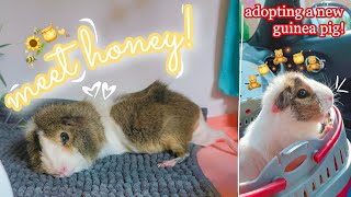 ADOPTING A NEW GUINEA PIG  Meet Honey 🍯💕 [upl. by Pacificas]