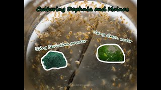 How To Culture Daphnia and Moinas using Green Water Spirulina powder [upl. by Rider357]