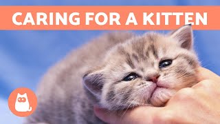 How to CARE for a KITTEN  Food Education and Health [upl. by Ahseret]