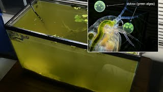 Raising Daphnia for the Freshwater Aquarium [upl. by Assetnoc]