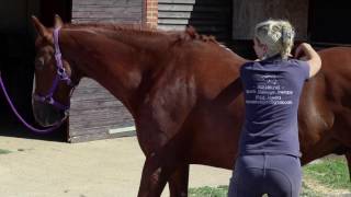 Equine Sports Massage Therapy Demo [upl. by Ayita449]