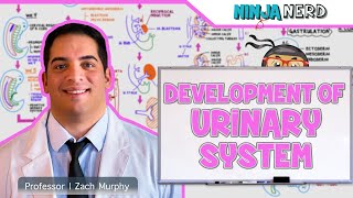 Embryology  Development of the Urinary System [upl. by Dona]