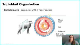 Classifying Animals Germ Layers [upl. by Mahmoud825]