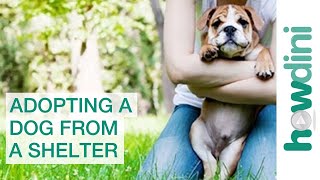 Adopting a Dog from a Shelter Puppy Rescue Myths and Facts [upl. by Sturdivant263]